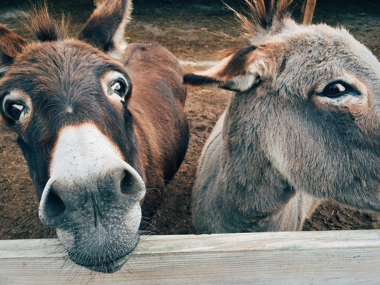 EZELKEURING  VRIJDETIJDSCENTRUM  JABBEKE OP 7 OKTOBER