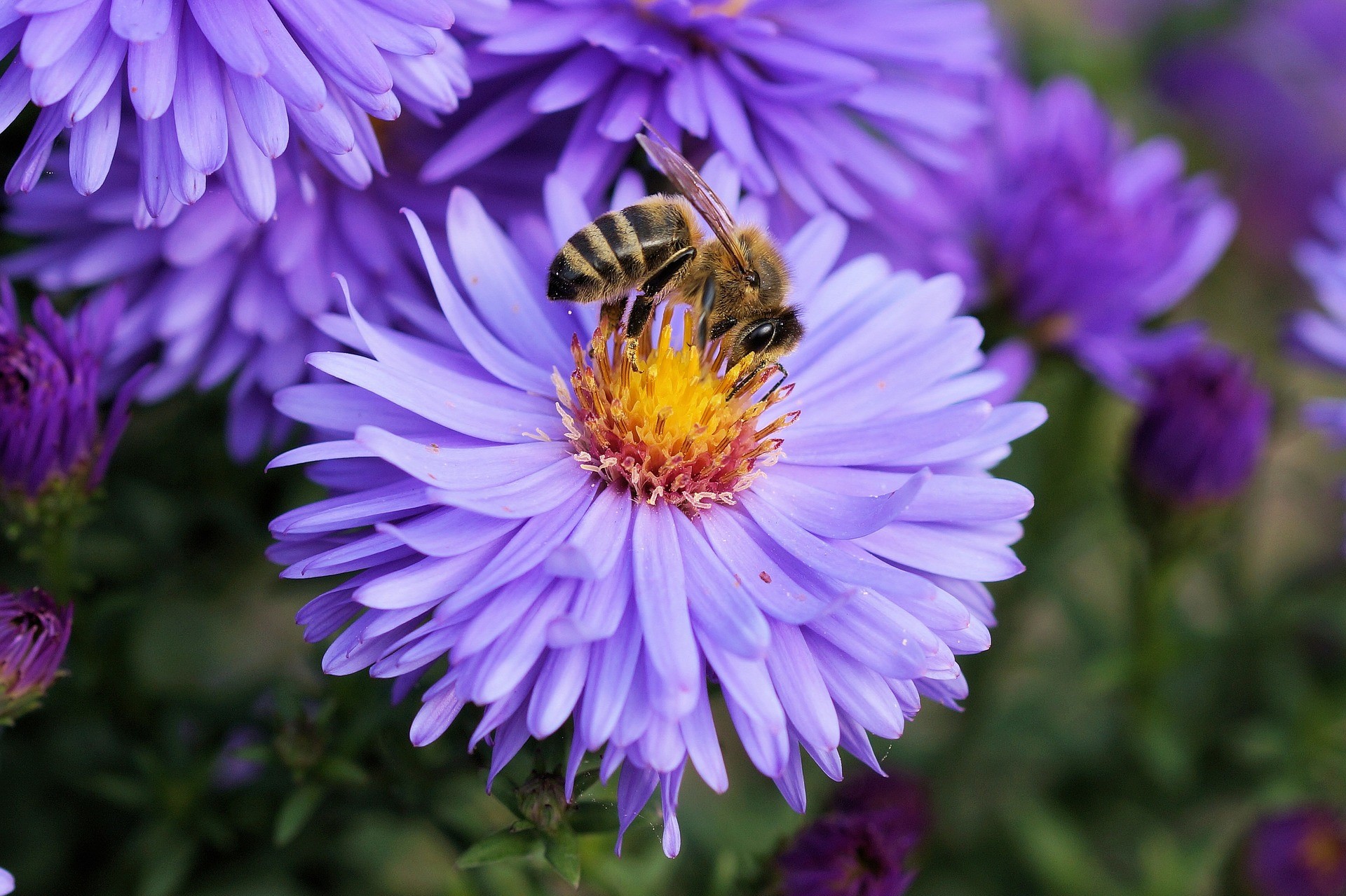 MAAK JOUW TUIN BIJVRIENDELIJK - PLANTENACTIE 'JOUW TUIN ZOEMT'