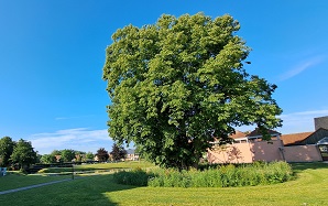 VERPLAATSING VIJFSTAMMIGE LINDEBOOM 2020